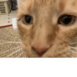 Epic Pets Fan Group
