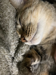 ねこいぬグループ