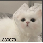 Ticklemeemo