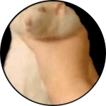 Rat Christmas Costume