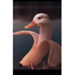 My banana ducks