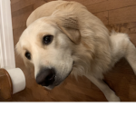 LANDYN BOI