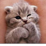 [~Cutesy cats~]