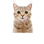 we have have the cats