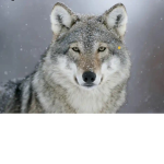 Wolf frenzy