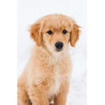 Golden dog studios