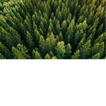The ####### Tree