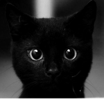 ~| The Black Kittens |~