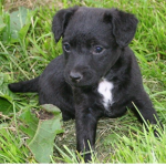 Happy, Cute, Dog Group