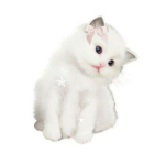 pawcified !!
