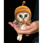 Owl Group ;-;