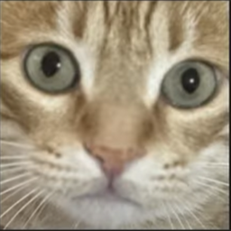 Raise A Cat