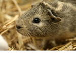 guinea pig are not ugly