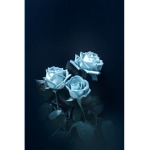 _R.o.s.e_