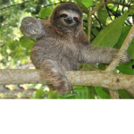 ima sloth