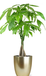 Plant housing
