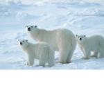 Team polarbear :)