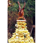 Pablo Monkey