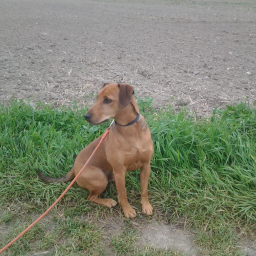 Hunde