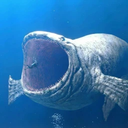 SCP BLOOP AND SHARK icon