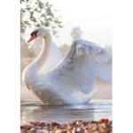 Swan Lake Squad