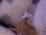 Ҏєꚍѕ ԁөҋ'ꚍ ꙇдѕꚍ ғөяєѵєя..