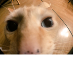 warriorsimer2