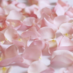Rose Petal boutique