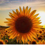 ..sunflowers...