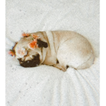 Pugs life!!!