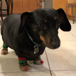 Doggo In Socks