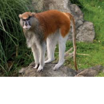 funky monke'z