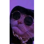 #Catsmeow