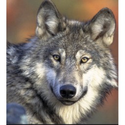 Wolf place