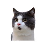 Meow Catz