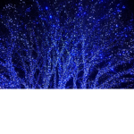 starlight--