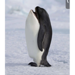 Weird creature