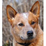 Dogs Stuidos