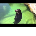 stay calm with the seal