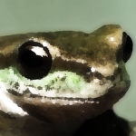 Official Frog Friends!