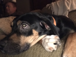 Hotdog max