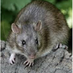 Ratty children