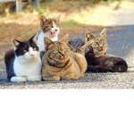 DA CATS 1