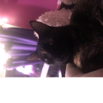 Kitty love Starpoint