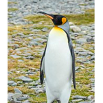 PENGUINS FO LIFE!