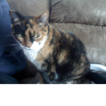 Respect my cat or else!