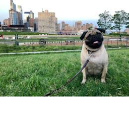 Mr.Pug's City