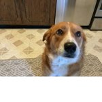 Dog group 123