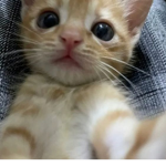 KITTYKILL