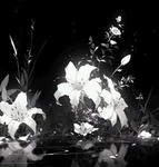'fleur'